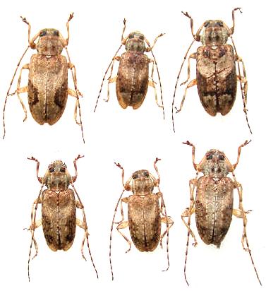 Phloeopsis bioculata