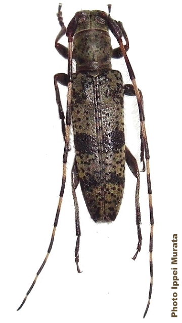 Rondibilis (Rondibilis) saperdina