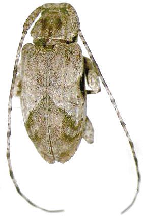 Styloleptus biustus
