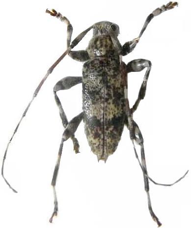 Graphisurus fasciatus