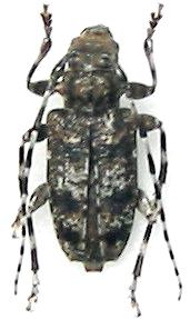 Aegomorphus clavipes