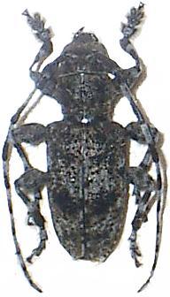 Aegomorphus clavipes
