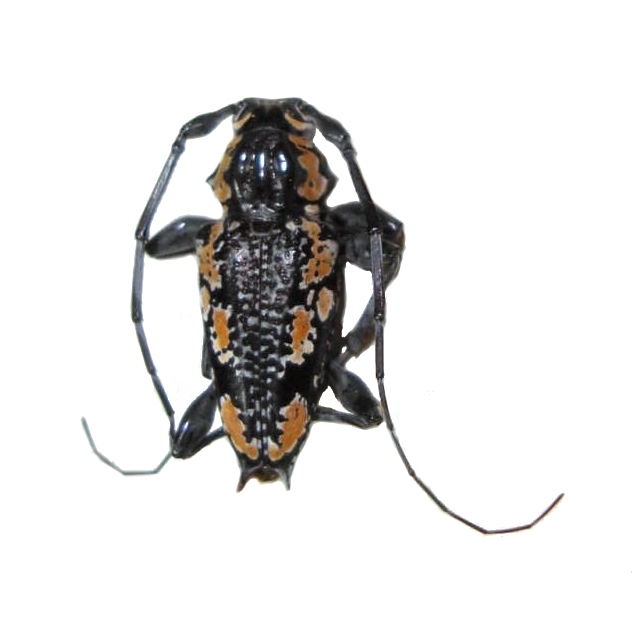 Aegomorphus laetificus