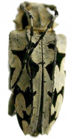 Aegomorphus homonymus