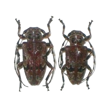 Azygocera picturata