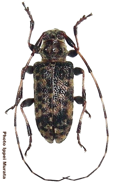 Callapoecus guttatus 