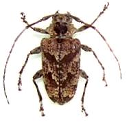 Dryoctenes scrupolosus