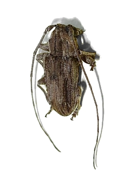 Dufauxia guaricurana