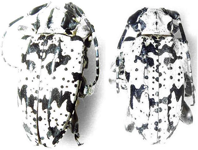 Hedypathes betulinus