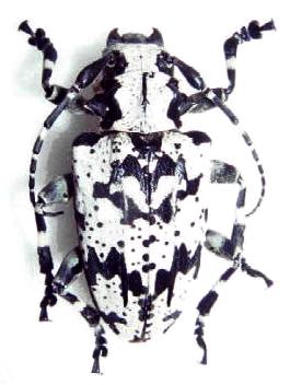 Hedypathes betulinus