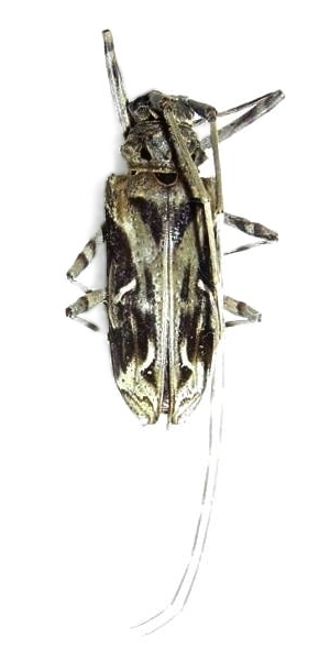 Macropophora accentifer
