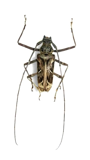 Macropophora accentifer