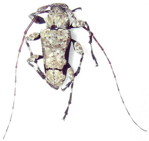 Oreodera glauca glauca
