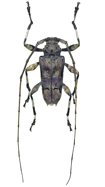 Oreodera glauca jamaicensis