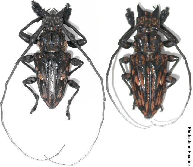 Steirastoma histrionicum