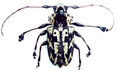 Steirastoma marmoratum