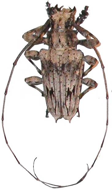 Steirastoma pustulatum