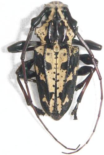 Steirastoma marmoratum
