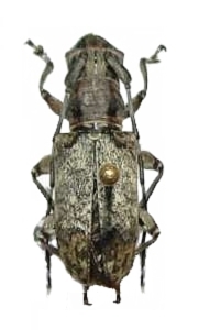 Acmocera conjux