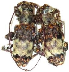 Acmocera olympiana