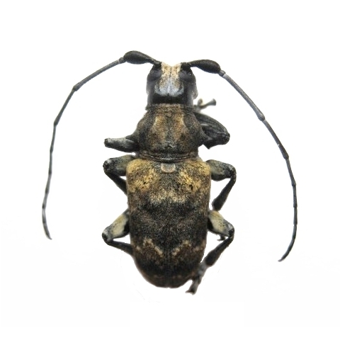Acmocera compressa