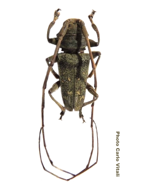 Acridoschema aberrans