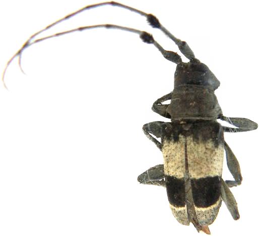 Acridoschema ligatum ligatum