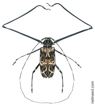 Acrocinus longimanus Acrocinus longimanus