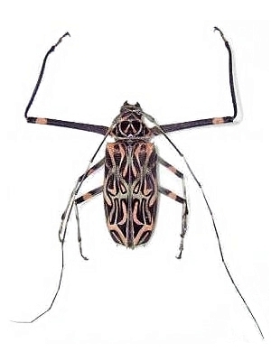 Acrocinus longimanus Acrocinus longimanus
