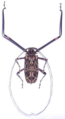 Acrocinus longimanus Acrocinus longimanus