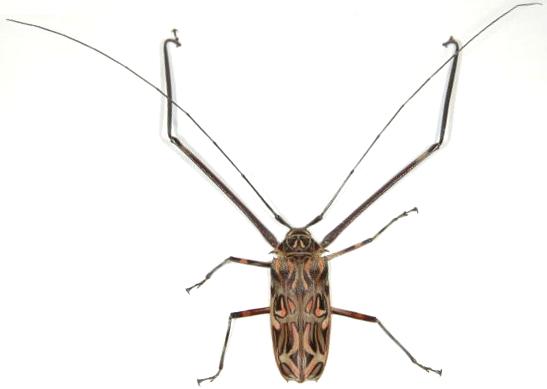 Acrocinus longimanus