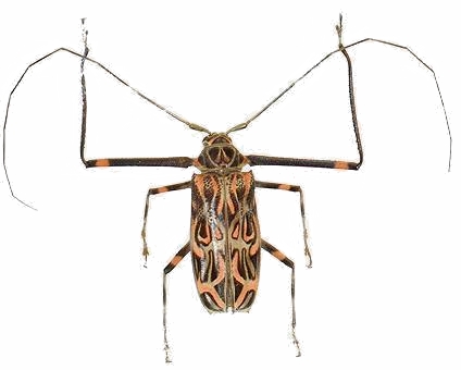 Acrocinus longimanus