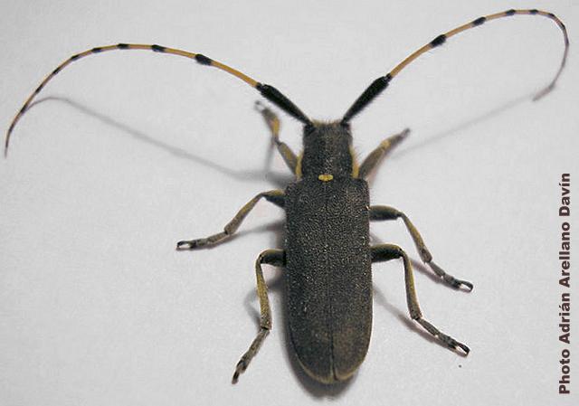 Agapanthia (Drosotrichia) annularis