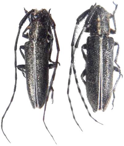 Agapanthia (Agapanthia) cardui