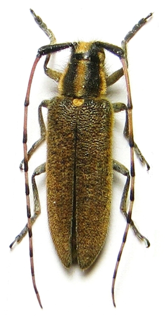 Agapanthia (Epoptes) cretica