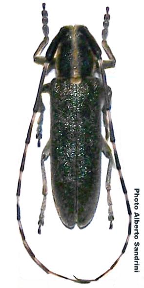 Agapanthia (Epoptes) cynarae