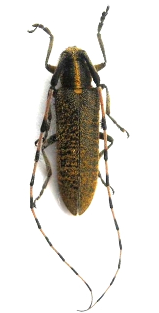 Agapanthia (Epoptes) dahli dahli