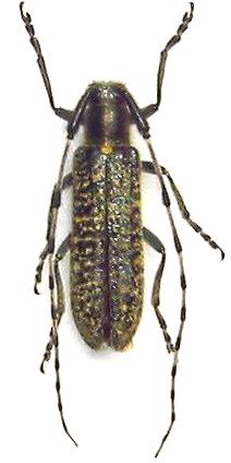 Agapanthia (Epoptes) daurica