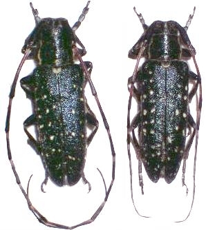 Agapanthia (Stichodera) irrorata