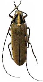 Agapanthia (Synthapsia) kirbyi
