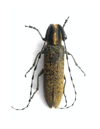 Agapanthia (Epoptes) lederi 