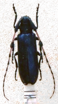 Agapanthia (Amurobia) pilicornis