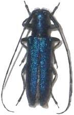Agapanthia (Smaragdula) violacea
