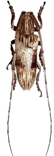 Aulaconotus pachypezoides