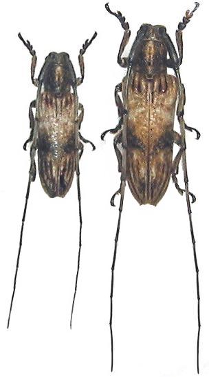 Aulaconotus pachypezoides