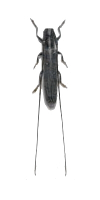 Calamobius filum