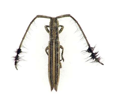 Eucomatocera vittata