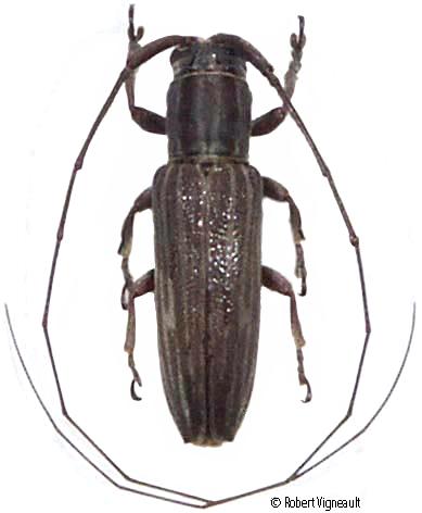 Hippopsicon griseopictum