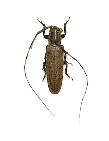 Pothyne variegata yayeyamana 