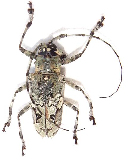 Ancylonotus tribulus